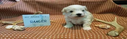 Maltipoo dogs for sale: Ranger - Ad 10