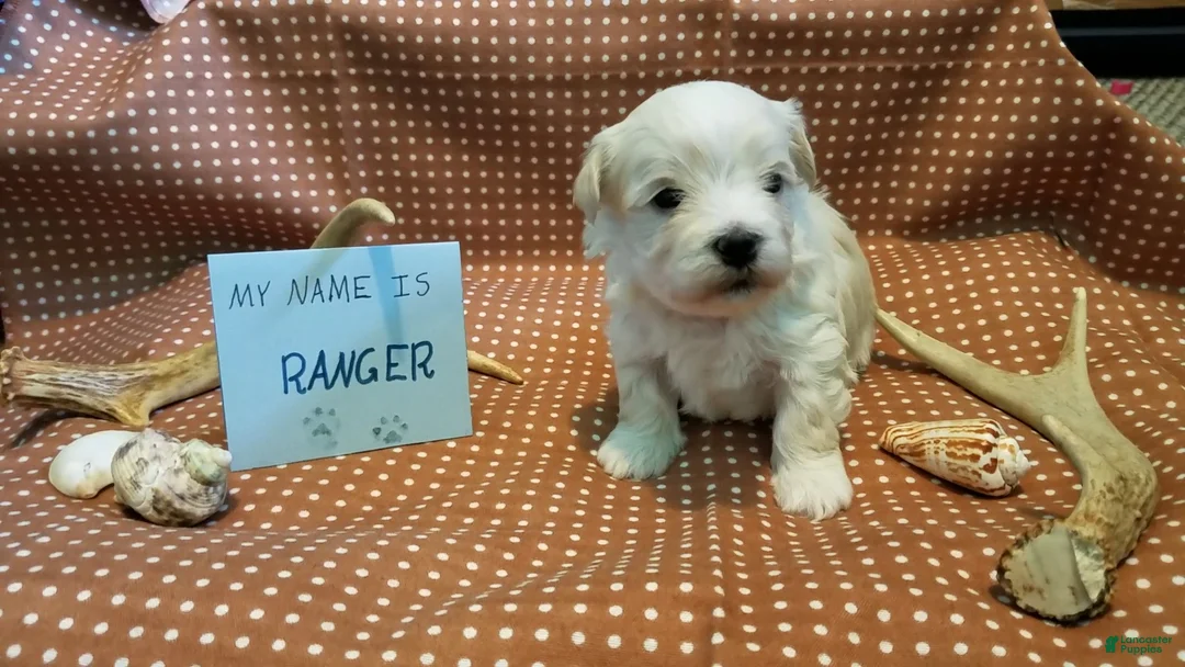 Maltipoo dogs for sale: Ranger - Ad 10
