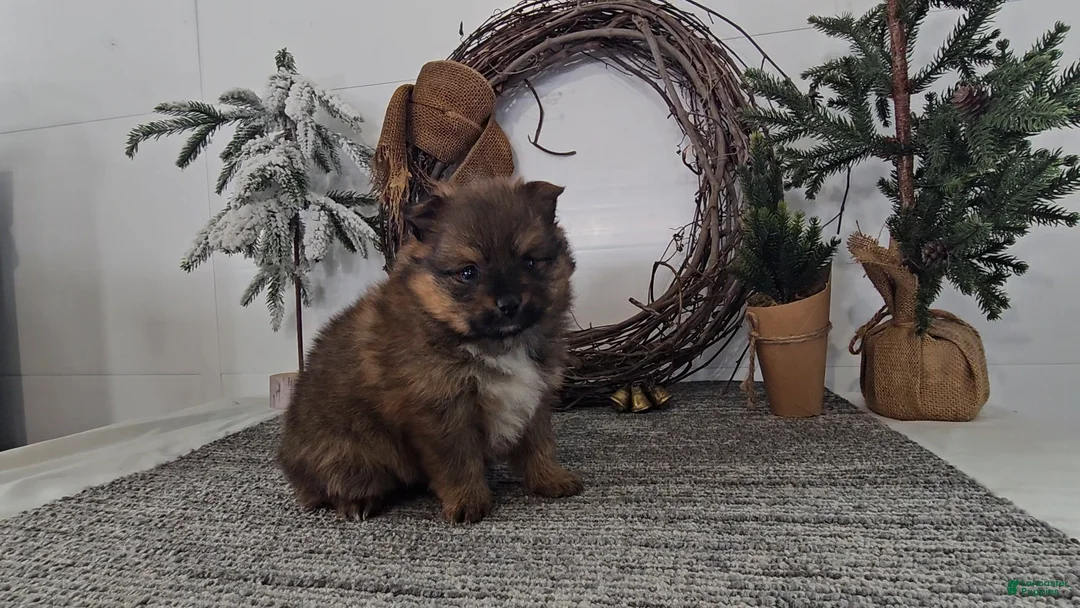 Pomeranian dogs for sale: Cookie - Ad 2