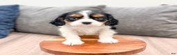Cavalier King Charles Spaniel dogs for sale: Chloe - Ad 2