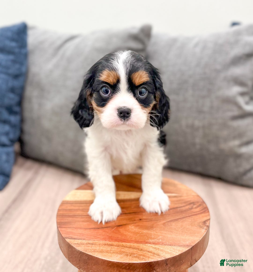 Cavalier King Charles Spaniel dogs for sale: Chloe - Ad 2