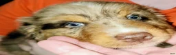Australian Shepherd dogs for sale: Chip - Ad 6