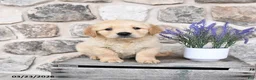 Golden Retriever dogs for sale: Cooper - Ad 4