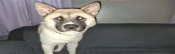Akita dogs for sale: Cypress - Ad 13