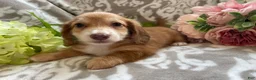 Miniature Dachshund dogs for sale: Shane - Ad 7