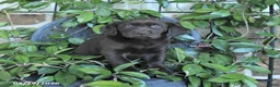 Labrador Retriever dogs for sale: Mocha - Ad 2