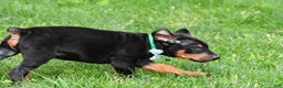 Doberman Pinscher dogs for sale: Rocco - Ad 4