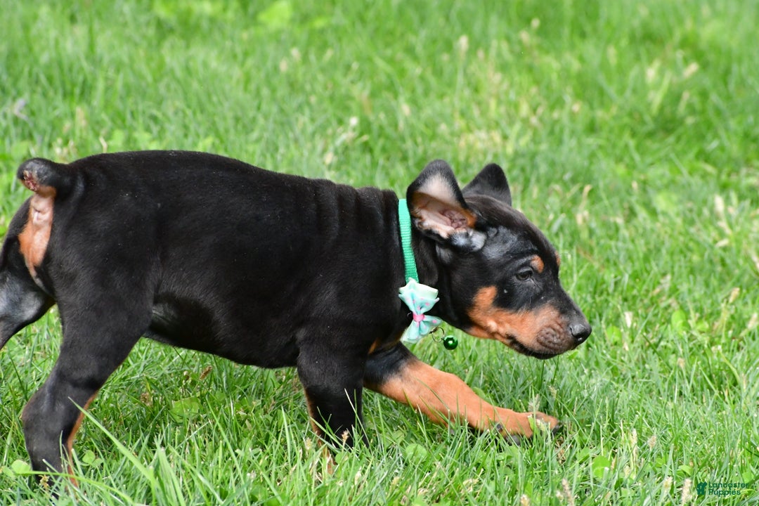 Doberman Pinscher dogs for sale: Rocco - Ad 4