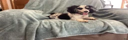 Miniature Poodle dogs for sale: Sky - Ad 8