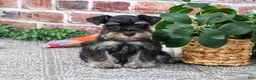 Miniature Schnauzer dogs for sale: Davina - Ad 5