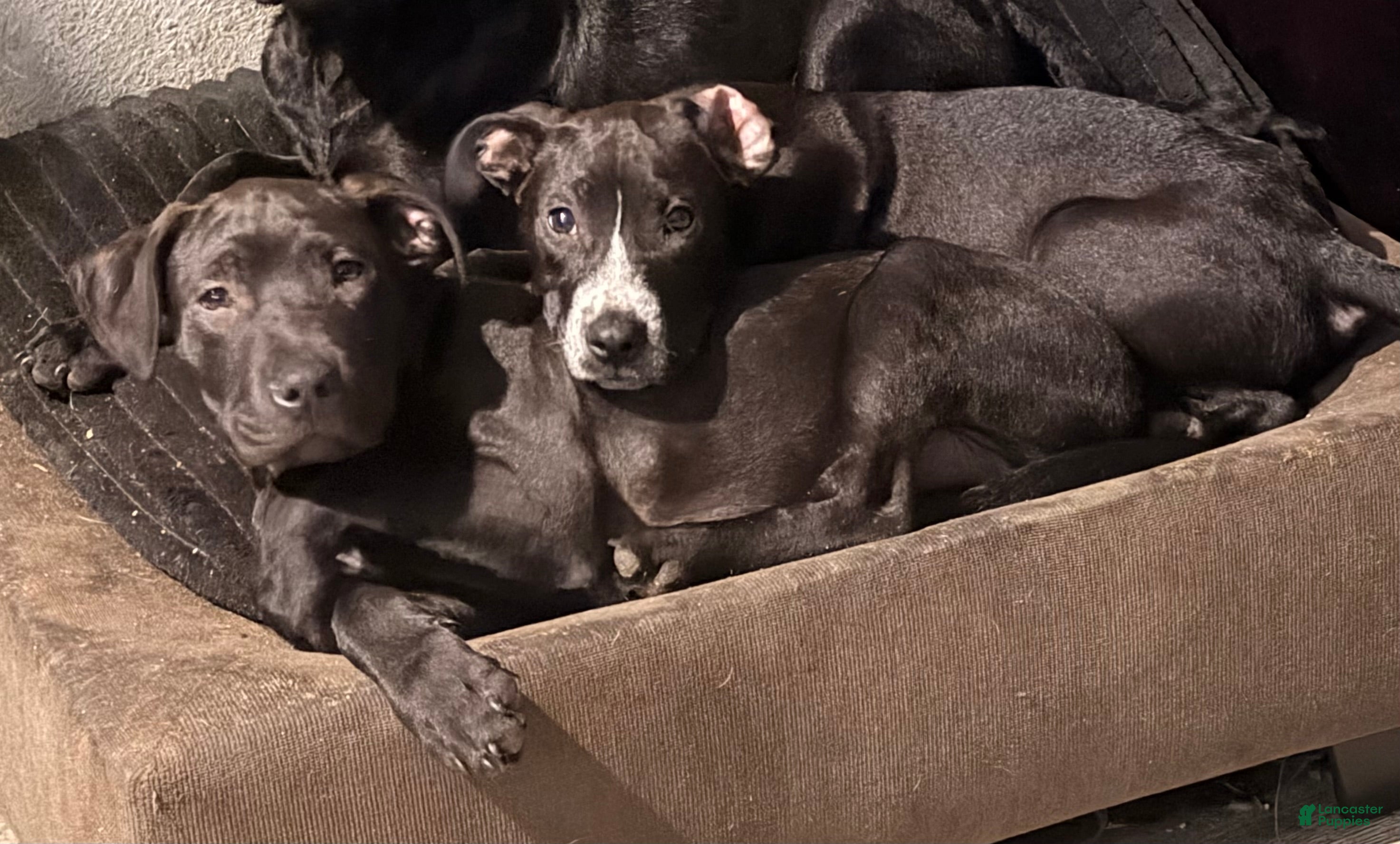 Mixed Breed dogs Sarper - Ad 28
