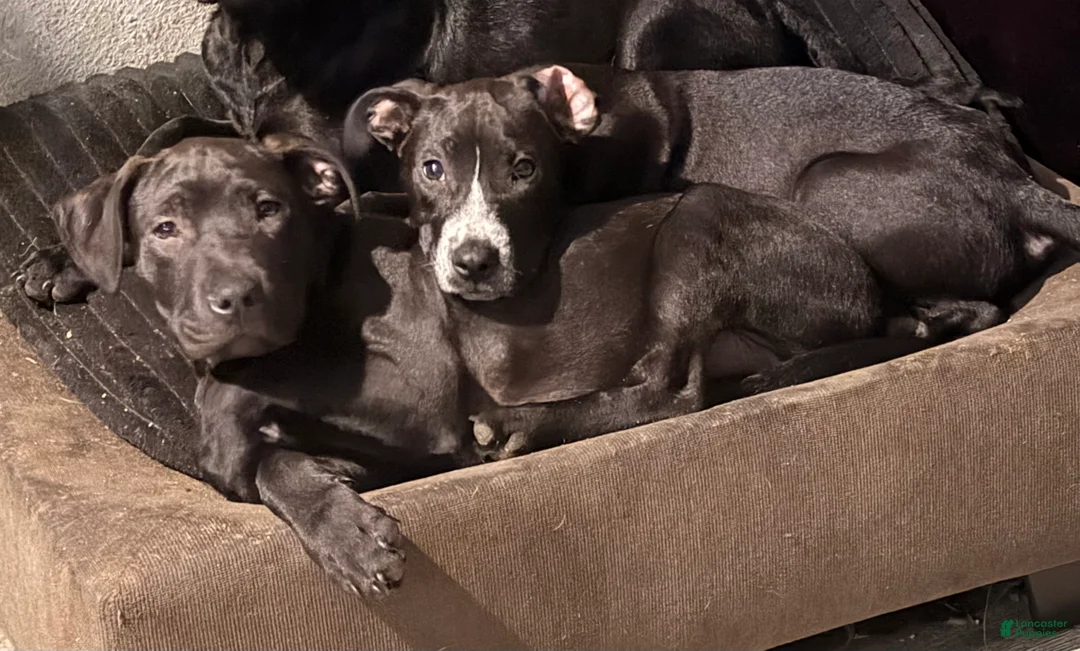 Mixed Breed dogs for sale: Sarper - Ad 1