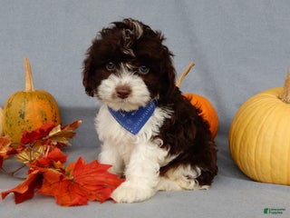 Cockapoo dogs - Ad 18