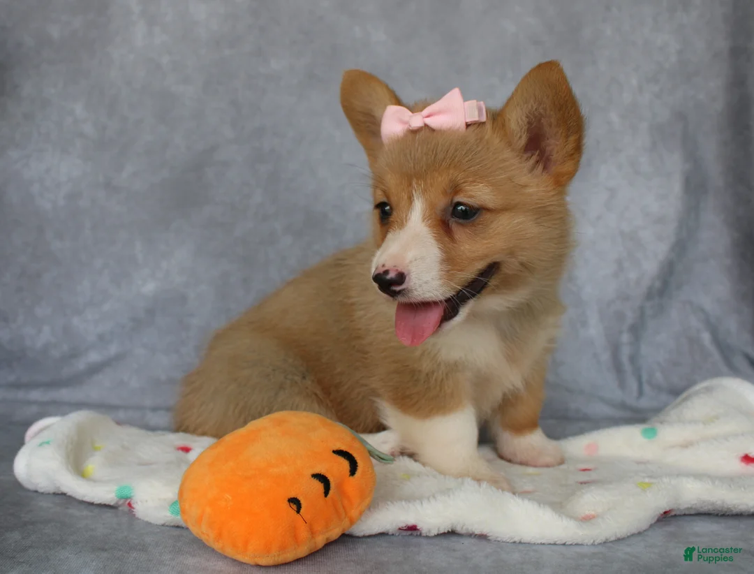 Welsh Corgi Pembroke dogs for sale: Lola - Ad 5
