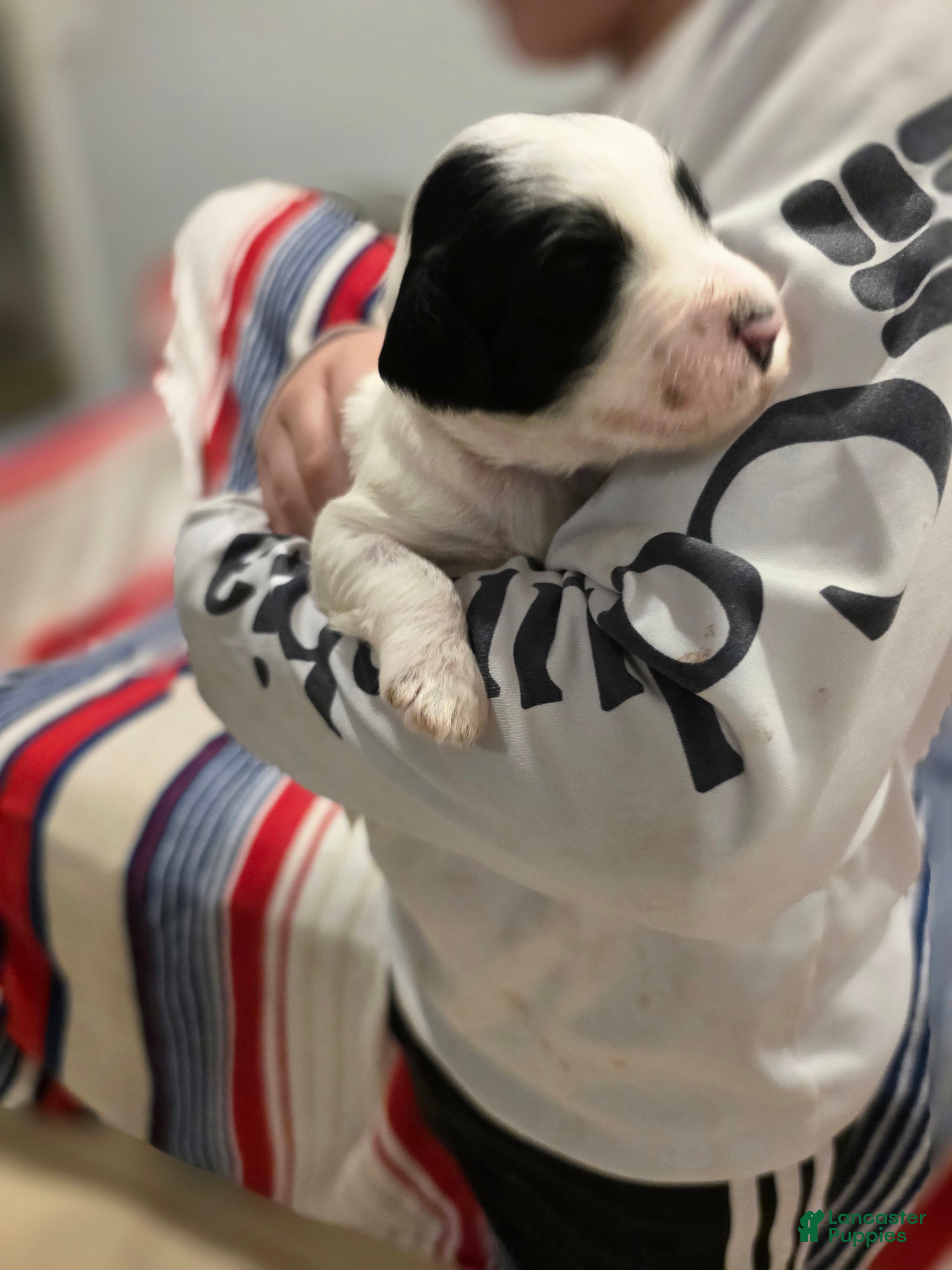 Sheepadoodle dogs Sheepadoodle 2 - Ad 6
