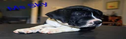 Presa Canario dogs for sale: Ms Sky - Ad 8