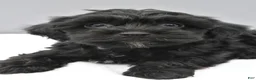 Yorkiepoo dogs for sale: Shadow - Ad 5