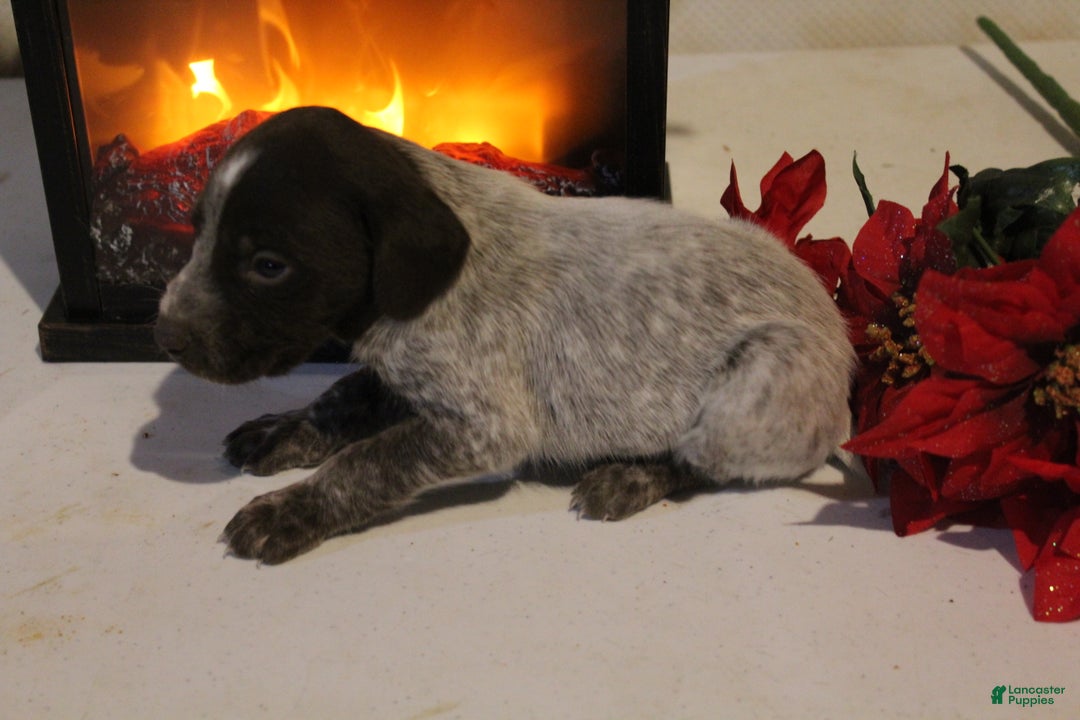 German Shorthaired Pointer dogs for sale: Comet - Ad 3