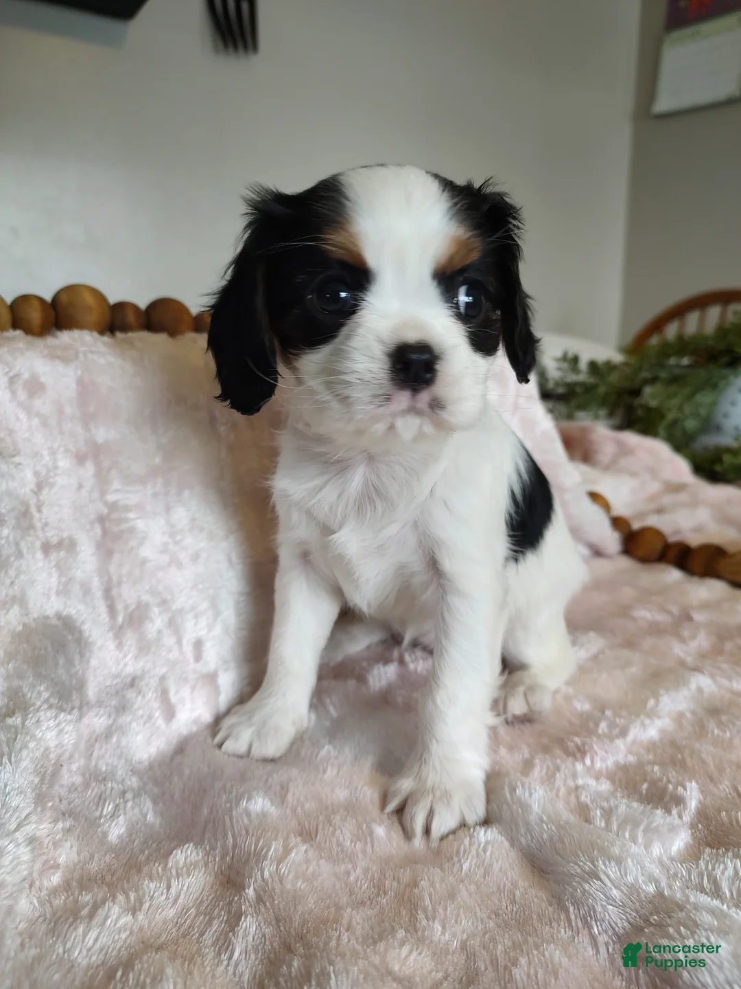 Cavalier King Charles Spaniel dogs for sale: Pansy  - Ad 2