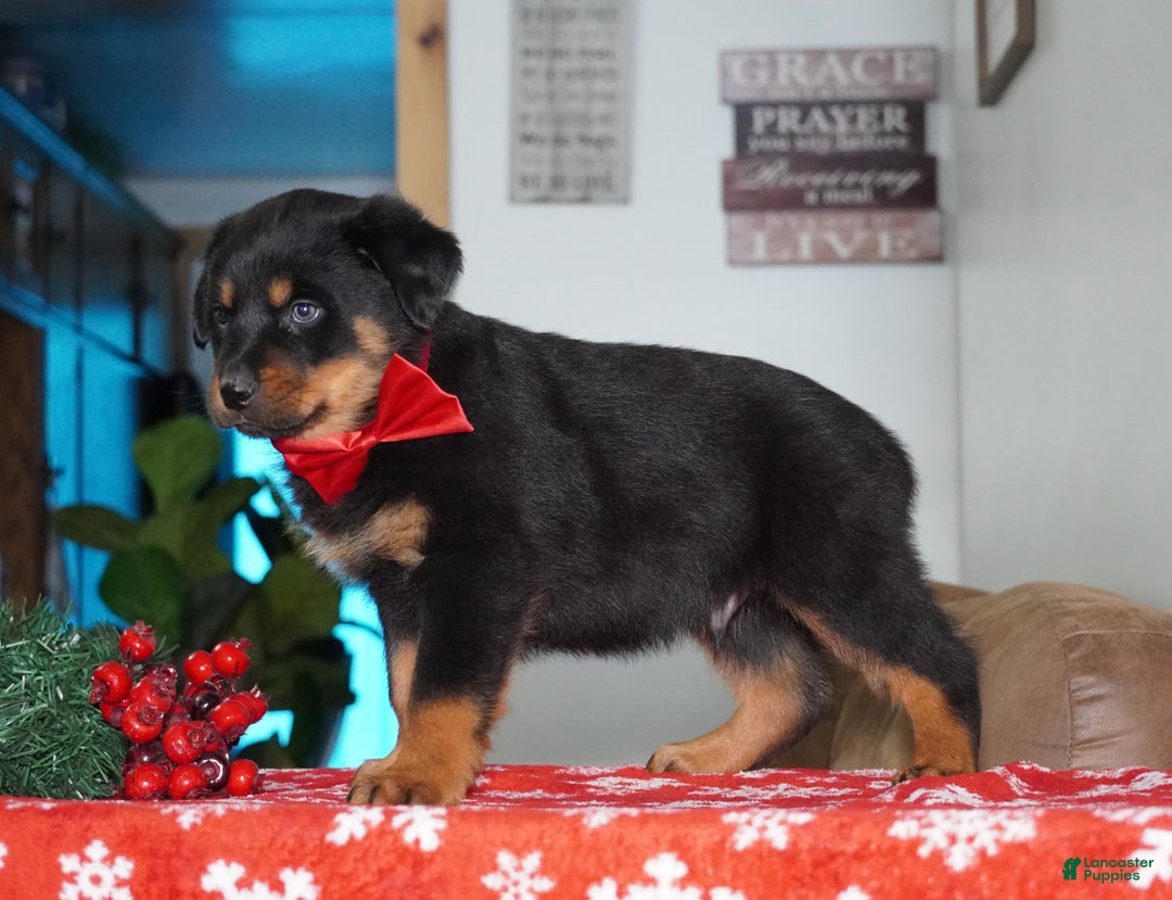 Rottweiler dogs for sale: Whiskey - Ad 3