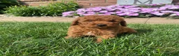Miniature Poodle dogs for sale: Tom - Ad 9