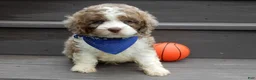 Cockapoo dogs for sale: Royal - Ad 7