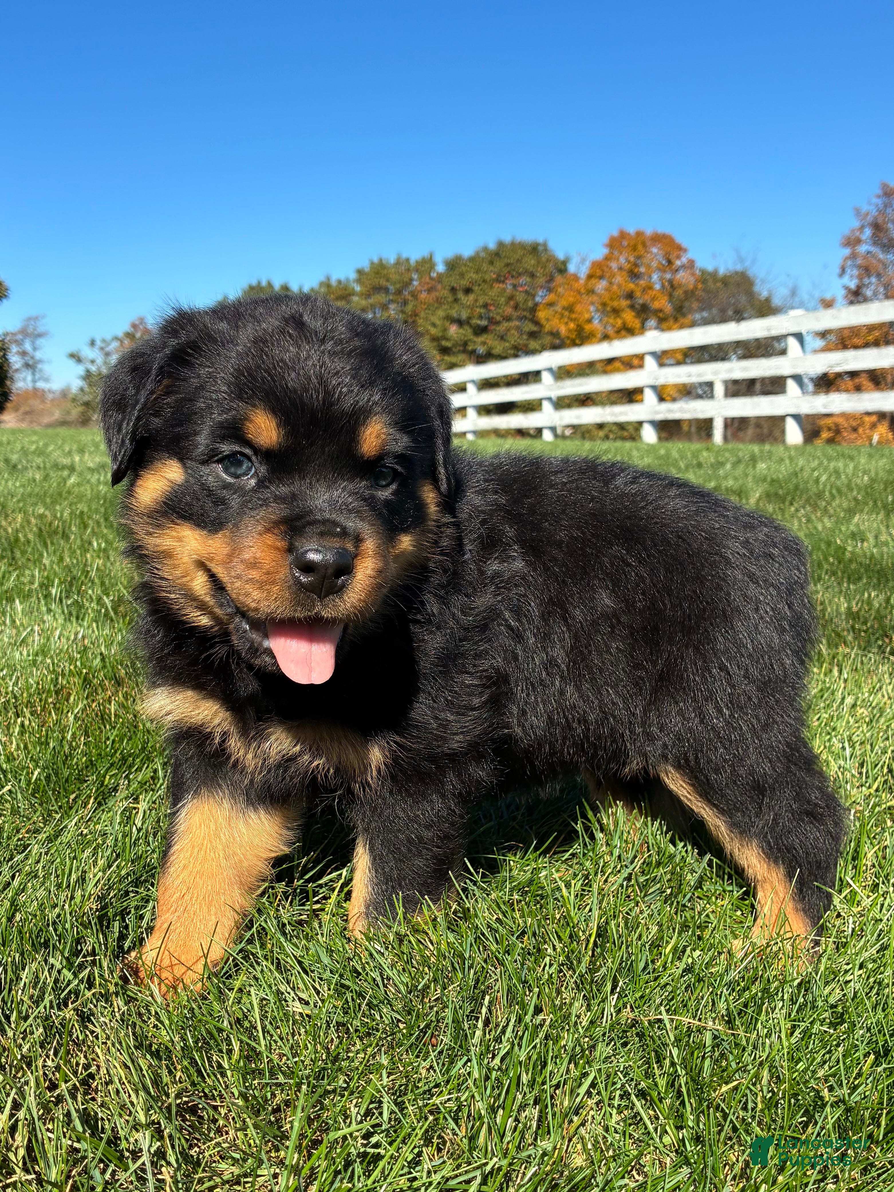 Rottweiler dogs for sale: Rocky - Ad 2