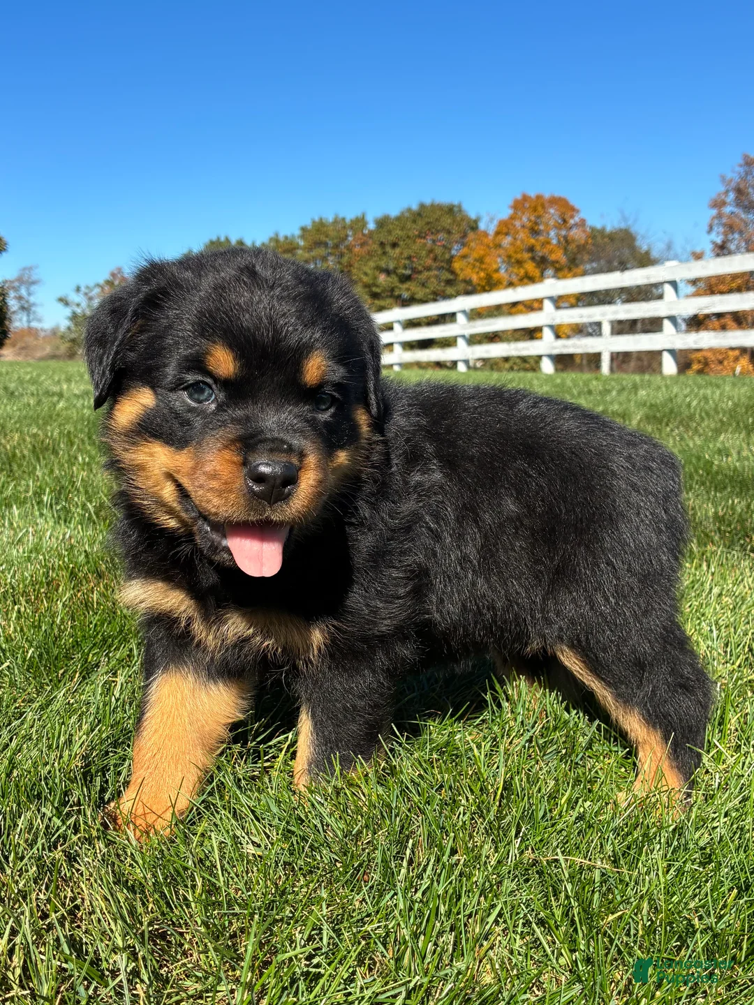 Rottweiler dogs for sale: Rocky - Ad 2