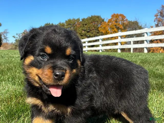 Rottweiler dogs for sale: Rocky - Ad 2