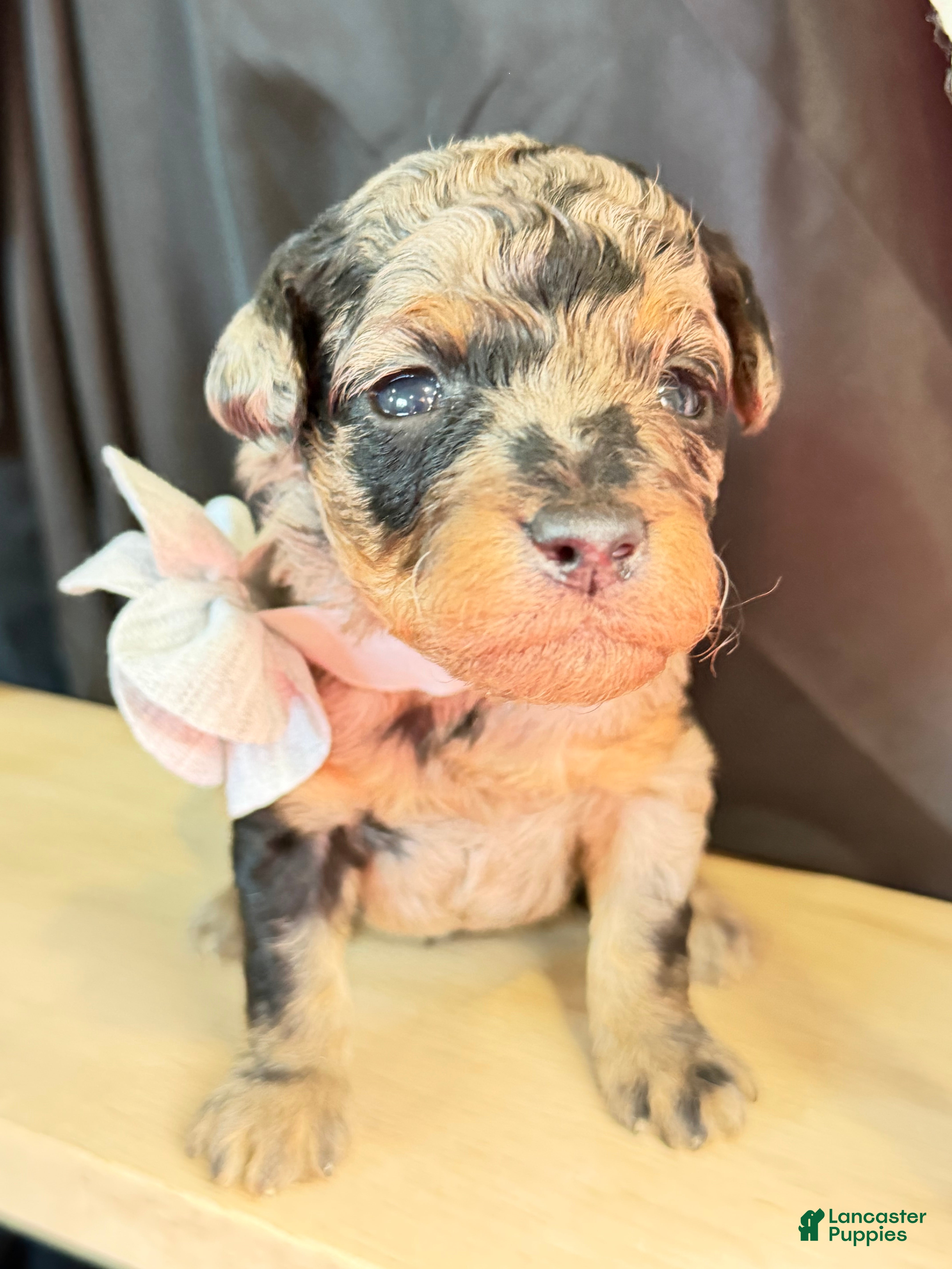 Miniature Poodle dogs Duke - Ad 2