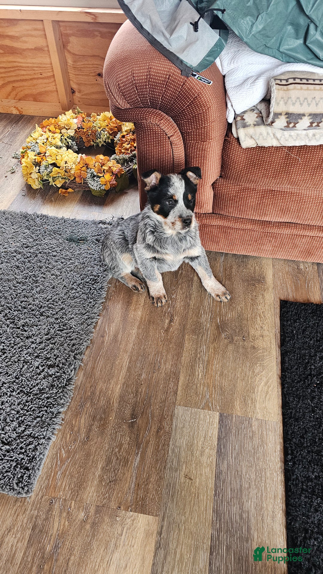 Australian Cattle Dog dogs for sale: Jingles - Ad 6