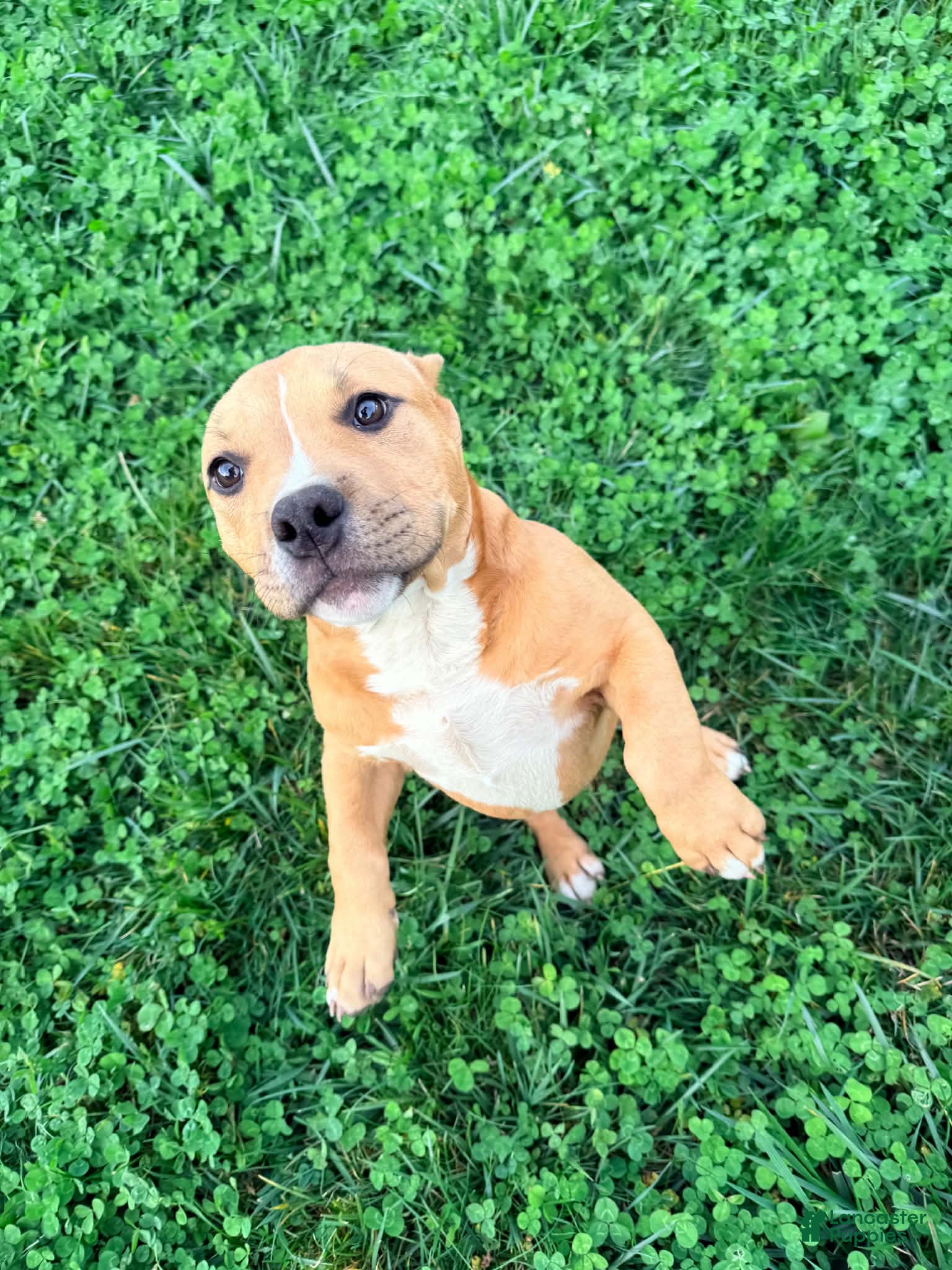 American Bully dogs for sale: Polo - Ad 1