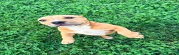 American Bully dogs for sale: Polo - Ad 1