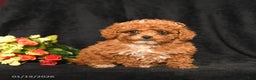 Miniature Poodle dogs for sale: Floofer - Ad 3