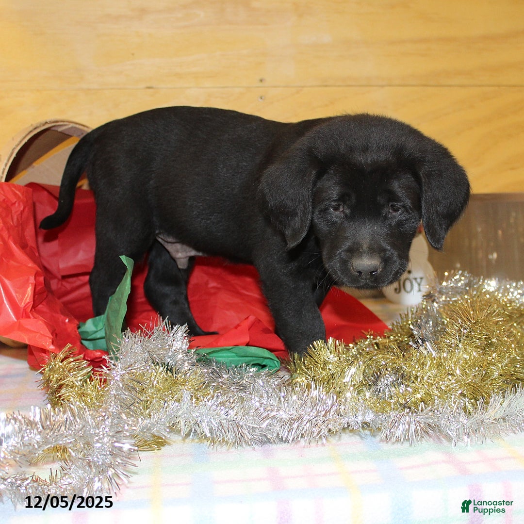 Goldador dogs for sale: Buddy - Ad 1