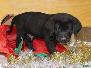 Goldador dogs Buddy - Ad 4