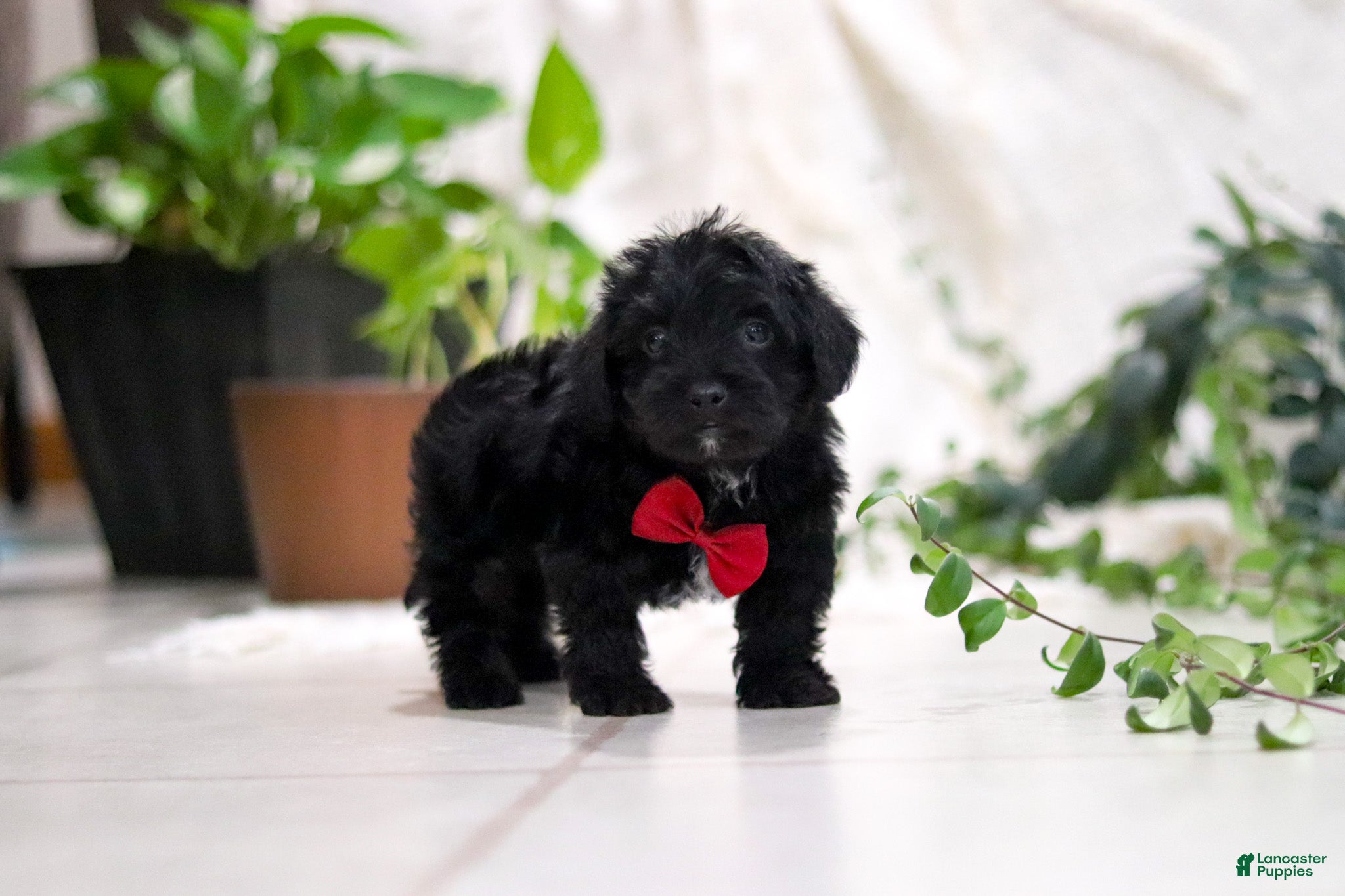 Yorkiepoo dogs Taco - Ad 41