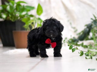 Yorkiepoo dogs Taco - Ad 40