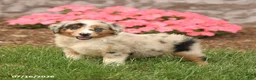 Miniature Australian Shepherd dogs for sale: Venus - Ad 4