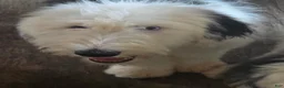 Old English Sheepdog dogs for sale: Old English Sheepdog Puppy 3 - Ad 3