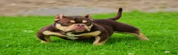 American Bully dogs for sale: Krillin - Ad 19