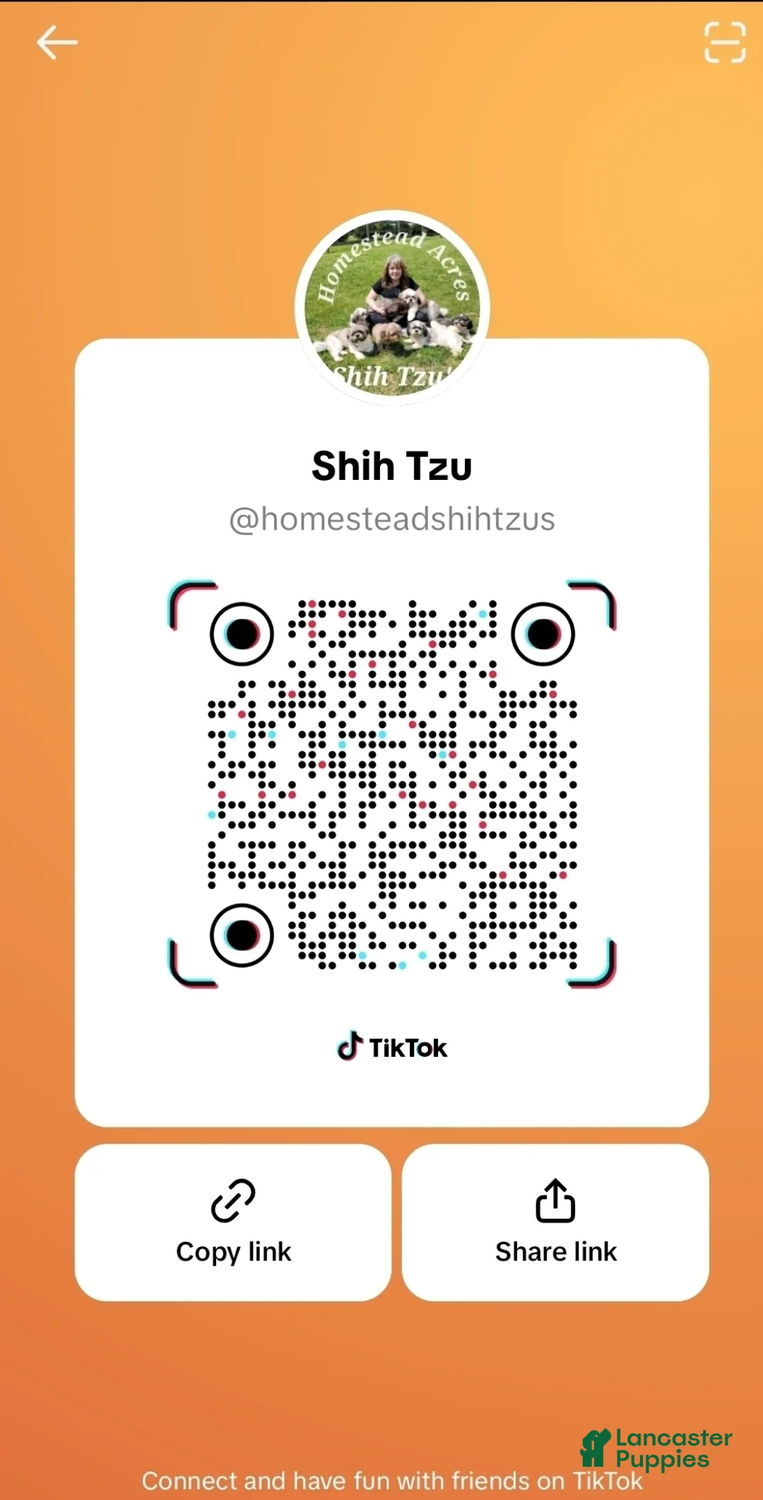 Yorkshire Terrier dogs for sale: Moose - Ad 2