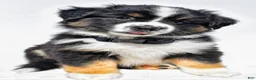 Miniature Australian Shepherd dogs for sale: Zelma - Ad 5