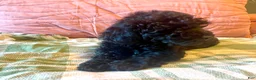 Mixed Breed dogs for sale: Pink - Ad 4