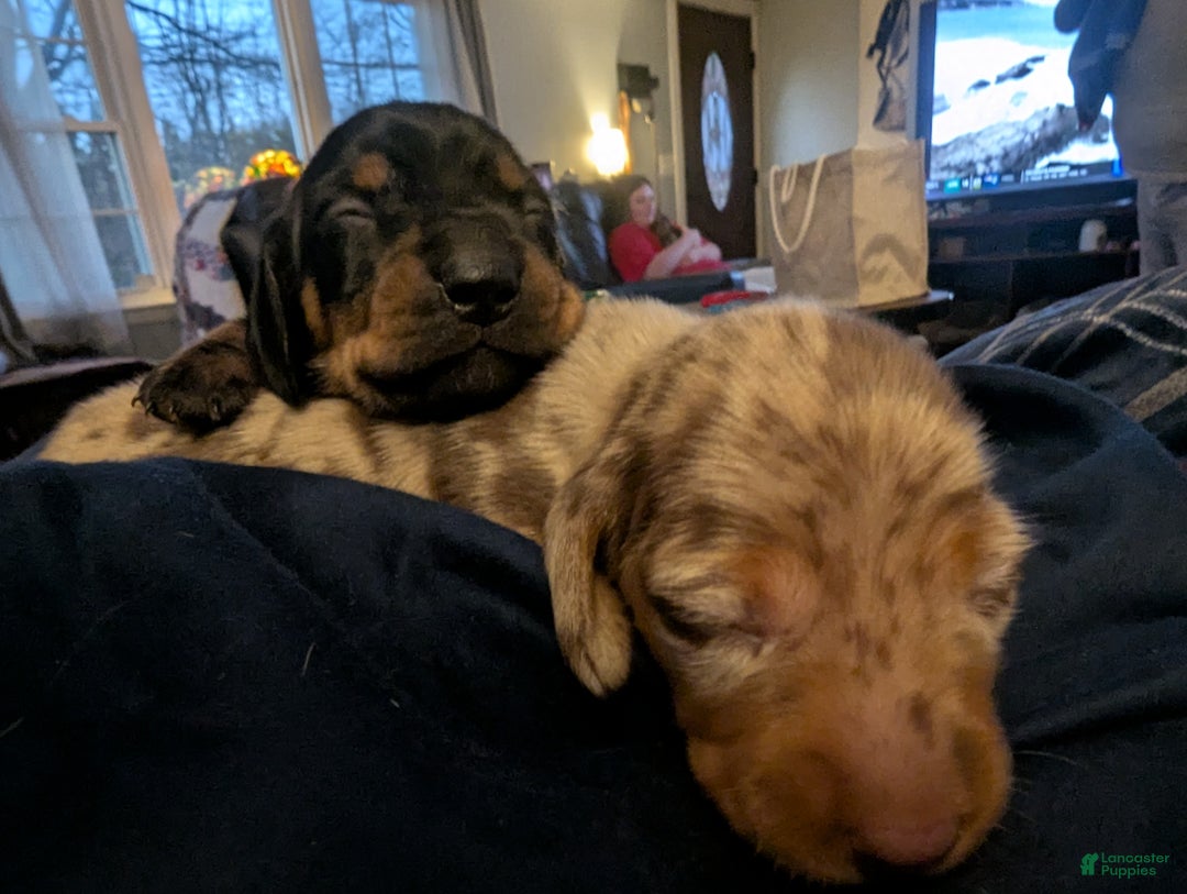 Miniature Dachshund dogs for sale: Junior - Ad 4