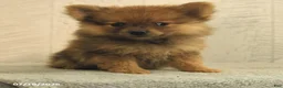Pomeranian dogs for sale: Priscilla - Ad 1