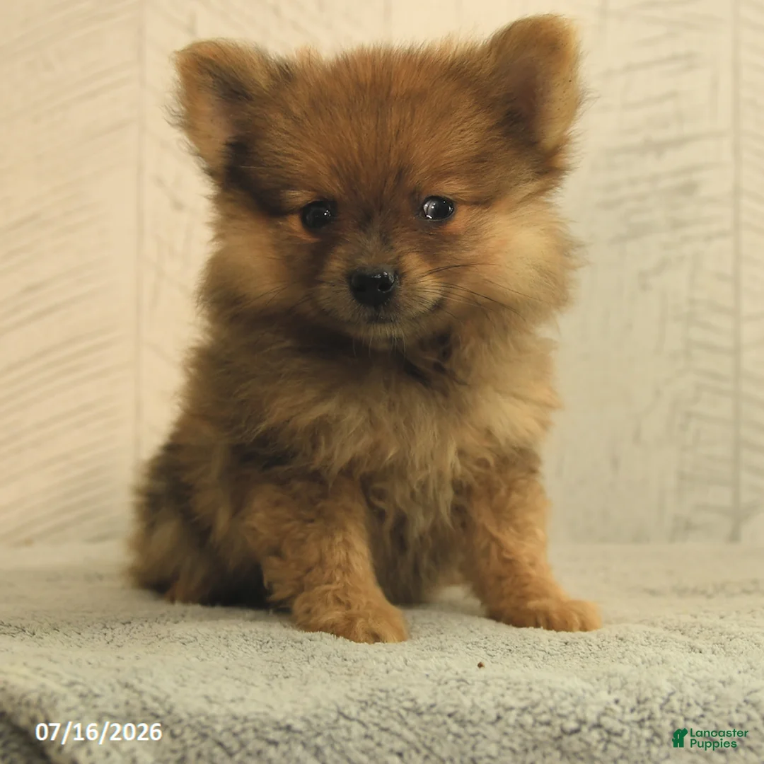 Pomeranian dogs for sale: Priscilla - Ad 1