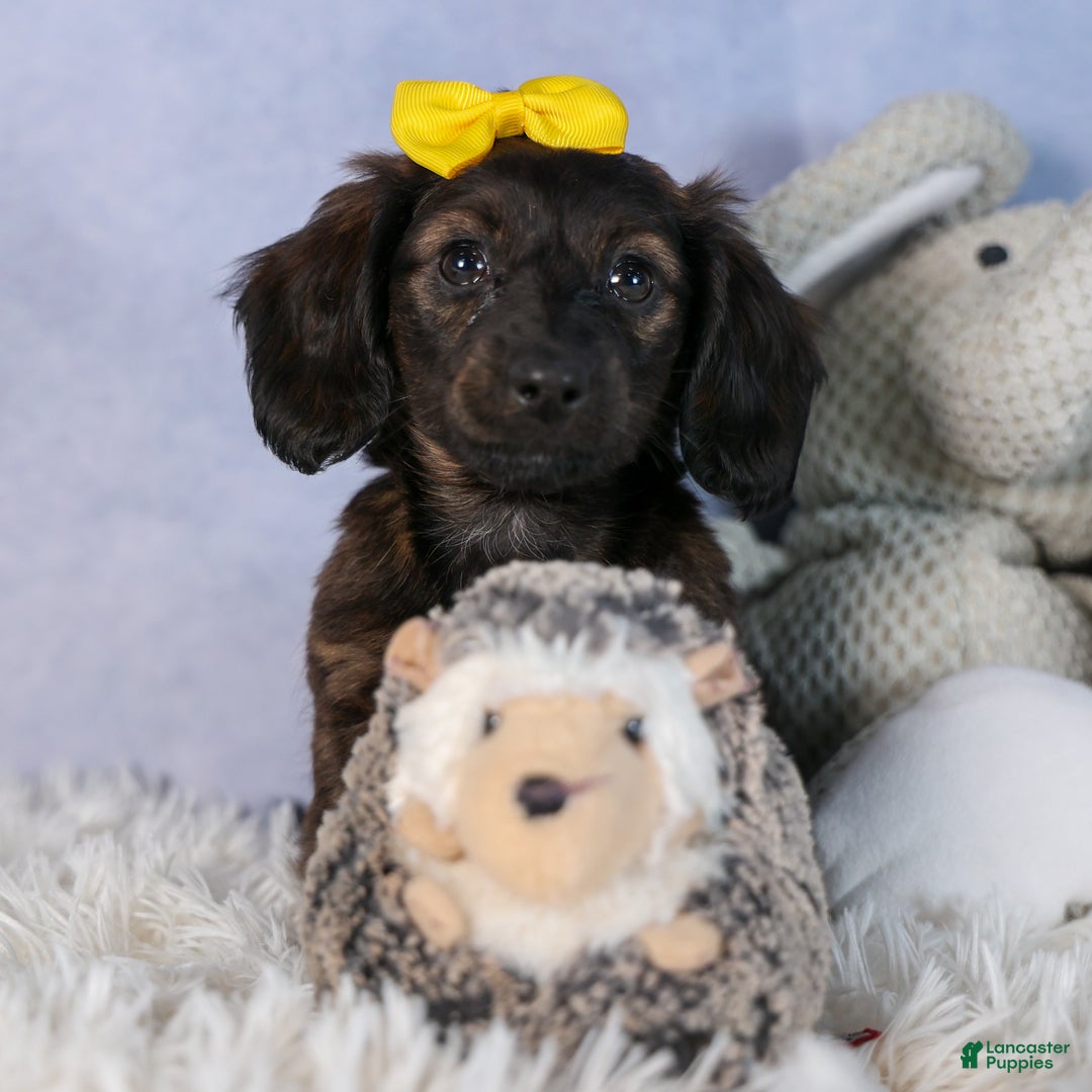 Miniature Dachshund dogs for sale: Cupcake - Ad 11