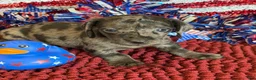 Miniature Dachshund dogs for sale: Speckles Wire - Ad 4