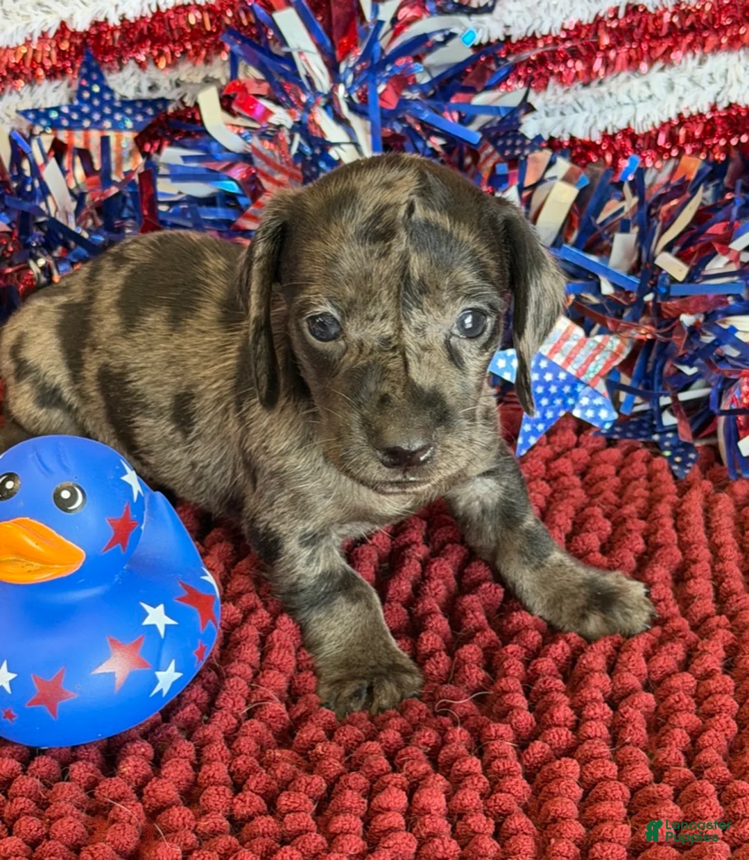 Miniature Dachshund dogs for sale: Speckles Wire - Ad 4
